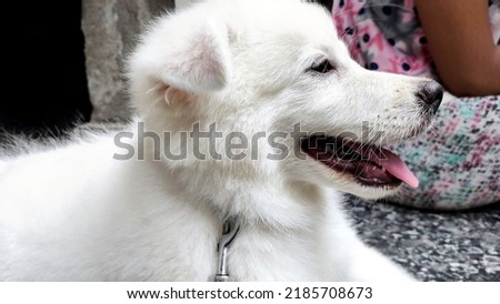 Portrait of Maremma Sheepdog, Shepherd dog Maremmano Abruzzese.