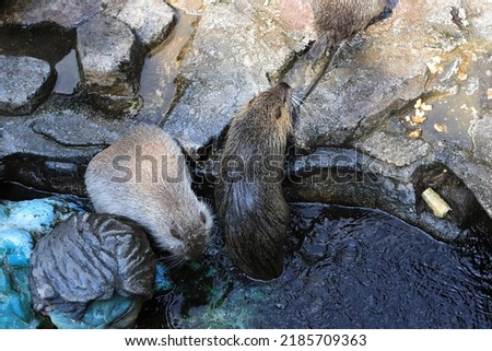 Close up and detailed picture of bonded beavers resting on a rock ledge.