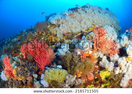 coral in ulleungdo, east sea of korea