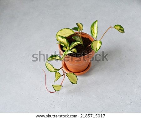 Young hoya carnosa tricolor house plant in terracota pot on grey Royalty-Free Stock Photo #2185715017