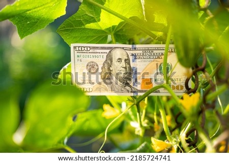 A hundred dollar bill next to cucumbers growing on a mesh fence close-up in a garden bed. Money on an overgrown chain-link fence close-up
