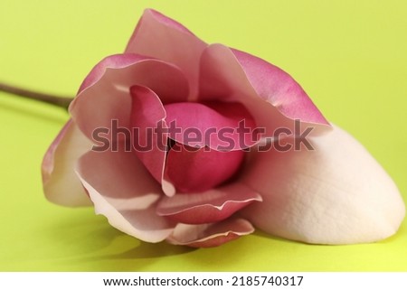 A high contrast image of a beautiful isolated closeup pink magnolia flower, stem and petals on a bright yellow green background