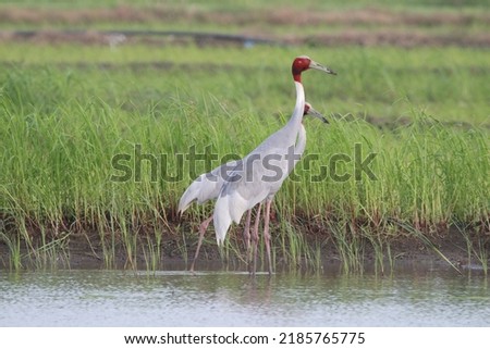 View of Sarus Cranes searching for food in a Wetland in the outskirts of Bhopal, India 