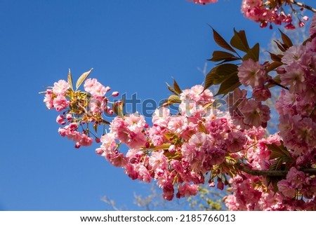 Japanese cherry blossom branch in spring. Blue sky background