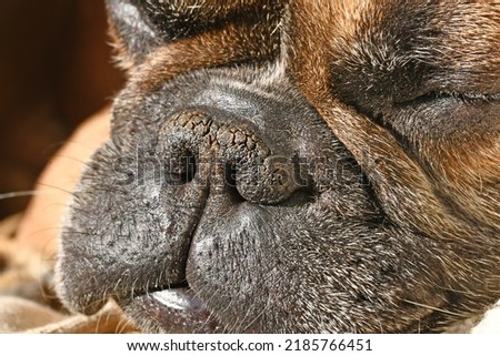 Dry brachycephalic dog nose with narrow nostrils of a French Bulldog  Royalty-Free Stock Photo #2185766451