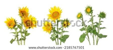 Set of beautiful sunflowers isolated on white 