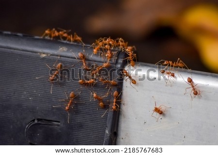 Ants that move on the object.