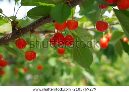 Cherry picking in early summer on the outskirts of Yamanashi Prefecture,Japan Royalty-Free Stock Photo #2185769279