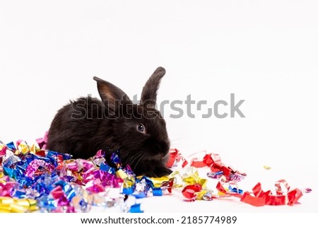 One black rabbit sits with confetti isolated on white background. Hare is the symbol for 2023 according to the eastern calendar. Holiday gift for Christmas and New Year. Postcard. Beautiful animal.