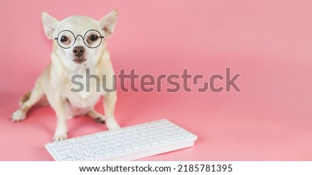 Portrait of brown Chihuahua dog wearing eye glasses,  sitting with computer keyboard on pink background. Dog working on computer. Royalty-Free Stock Photo #2185781395