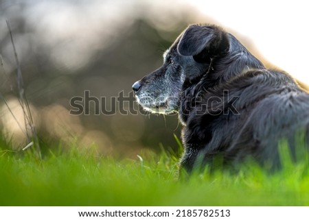 kelpie on a farm in outback australia. Working cattle dog in a field in queensland america 