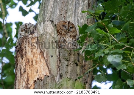 Two tawny owls (Strix aluco) - one light and one dark are sitting on the tree and sleeping at sunrise Royalty-Free Stock Photo #2185783491