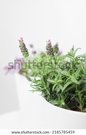Minimal picture of a lavender in a white cerapic plant pot. 