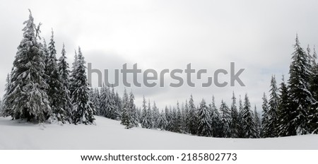 Carpathian mountains, Ukraine. Trees covered with hoarfrost and snow in winter mountains - Christmas snowy background. High quality photo