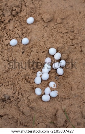 laying of soft white lizard eggs in the sand.