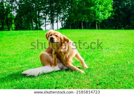 The labrador dog sits in the meadow, scratches his torso with his feet.Sunny summer park day. Royalty-Free Stock Photo #2185814723