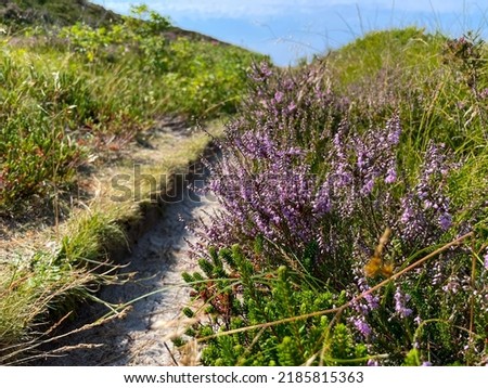Beautiful summer meadow with purple violet heather Calluna vulgaris flowers plants and hiking pathway on the island Sylt, Germany