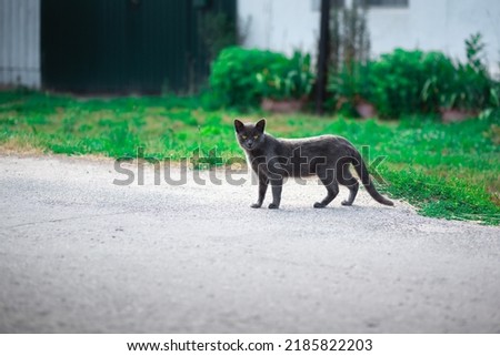 A gray black cat crossing a dirt rural road looking at the camera. Blurry grass background. Low angle shot. Bright summer day