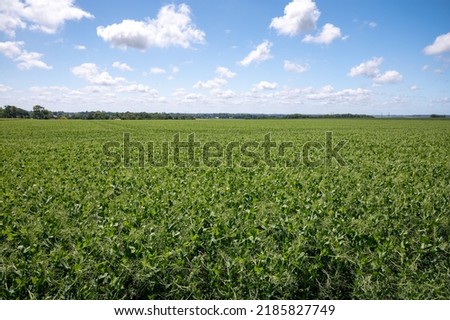 Argiculture in Pays de Caux, fields with green peas plants in summer, Normandy, France Royalty-Free Stock Photo #2185827749