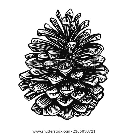 Pine cone vintage vector illustration. Engraved forest collection. Great for greeting card design, xmas holiday decor. Isolated on white background