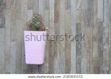 Cactus falls on the tiled floor, resulting in this picture.
