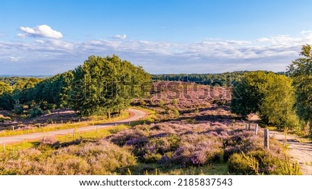 Posbank National park Veluwe, purple pink heather in bloom, blooming heater on the Veluwe by the Hills of the Posbank Rheden, Netherlands.  Royalty-Free Stock Photo #2185837543