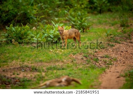 golden jackal or Indian jackal or Canis aureus indicus with blurred spotted deer kill in foreground in pre monsoon green at bandhavgarh national park forest madhya pradesh india asia