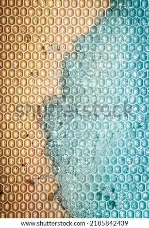 Cosmetic honey muisturizer texture. Bee cells and blue water. Honey ingredients toner or cream, serum or mask, lip balm. 