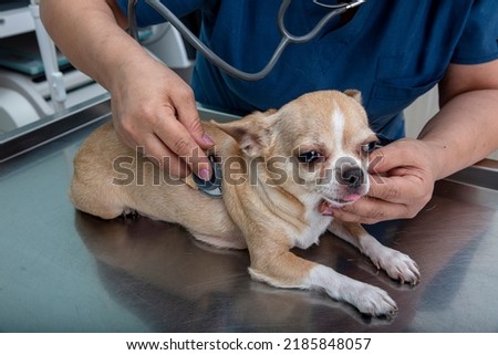 Veterinarian examines chihuahua dog. Veterinarian examines chihuahua dog using ultrasound.