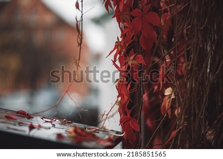 Red Leaves Autumn Fall Potsdam Germany