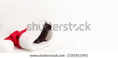 Small black rabbit lays in red Santa Claus hat isolated on a white background. Hare is the symbol of 2023 according to the eastern calendar. Holiday gift for Christmas and New Year. Copy space. Card.
