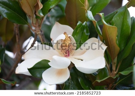 Branch with a flower of a white magnolia close up