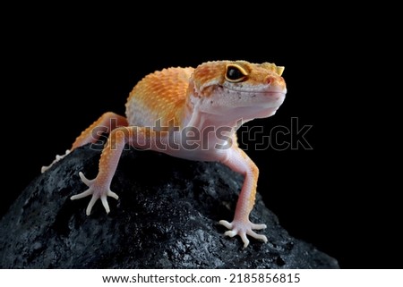 Leopard gecko closeup on coral stone, Leopard gecko front view, Leopard gecko closeup on black background Royalty-Free Stock Photo #2185856815