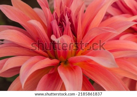 Macro of pink dahlia flower. Beautiful pink daisy flower with pink petals. Chrysanthemum with vibrant petals. Floral close up. Pink aesthetic. Floral pattern. Autumn garden. Romance card, layout.
