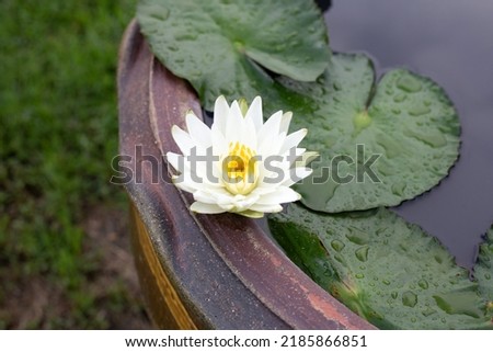 Beautiful blooming lotus flower with leaves, Water lilies pot 