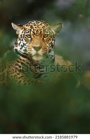Portrait of Jaguar in zoo
