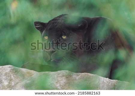 Black Jaguar resting on rock
