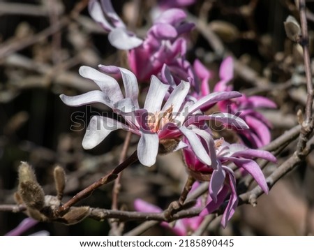 Close-up shot of the Pink star-shaped flowers of blooming Star magnolia - Magnolia stellata cultivar 'Rosea' in bright sunlight in early spring. Beautiful magnolia scenery
