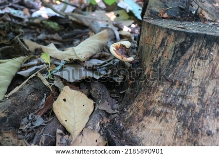 Photo of mushrooms growing from dead wood