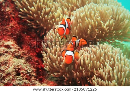 Clownfishes live in symbiosis with sea anemones Royalty-Free Stock Photo #2185891225