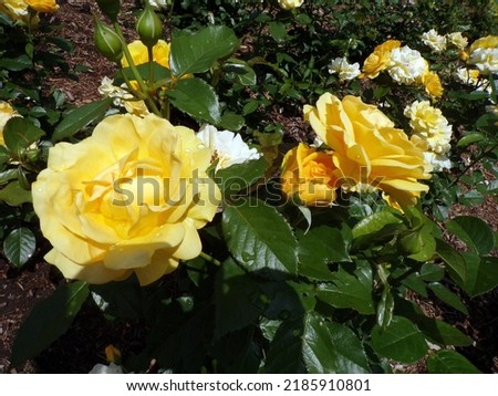 Blooming yellow roses on flower bed