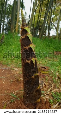 Close up of a green and brown color 'bamboo shoot' form against a bright nature background.
