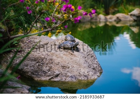 Pond slider or red-eared turtle.A group of wild turtles in the lake. Turtles sit on a rock and bask in the sun.
