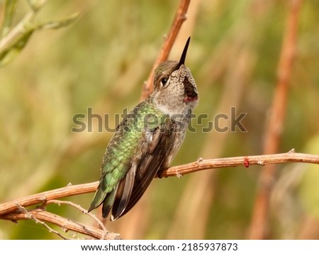 Anna's Hummingbird Perched on a Twig
