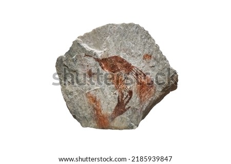 Ancient color paintings of peacock on a chert rock stone isolated on white background. The archaeological  of color paintings.