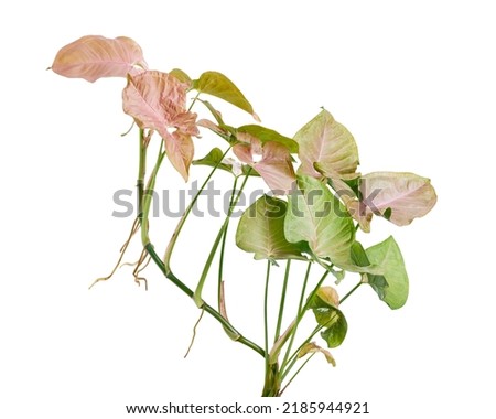 Pink Syngonium podophyllum leaves, Pink arrowhead shaped foliage, Arrowhead Ivy isolated on white background, with clipping path                                                             
