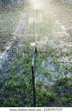 photo of the sprinkler system working on an outdoor vegetable farm. spot focus