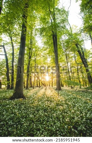 Sunset in a protected forest with beautiful white growing bear garlic. Allium ursinum under orange light. Polanska niva, Ostrava, czech republic. Royalty-Free Stock Photo #2185951945