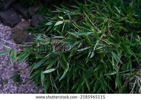 Bamboo branches with leaves. Close-up