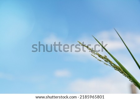 picture of flowers on a blurry sky background